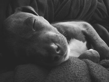Close-up of dog sleeping