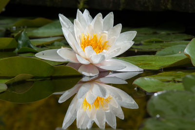 Close-up of lotus water lily in lake