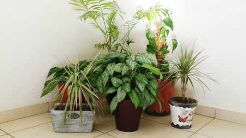 Close-up of potted plant on table