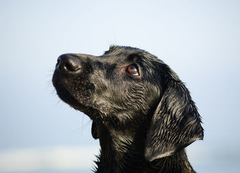 Close-up of a dog looking away