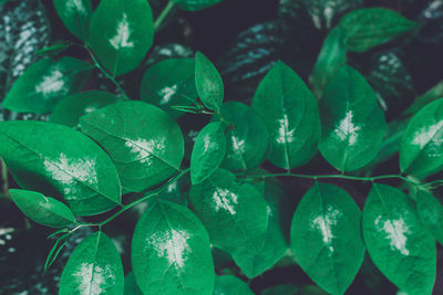 Full frame shot of fresh green plants