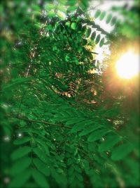 Close-up of plants against sky during sunset