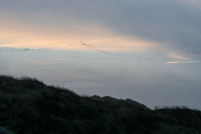 Flock of birds flying in sky