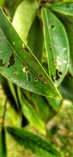 Close-up of insect on leaf