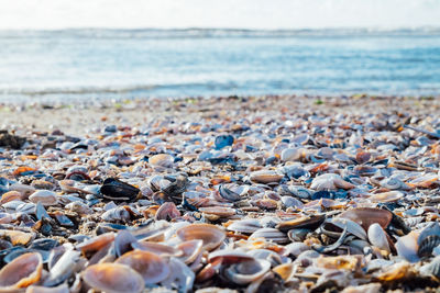 Close-up of seashells on pebble beach