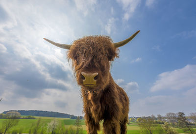 Young brown scottish highland cattle on a pasture