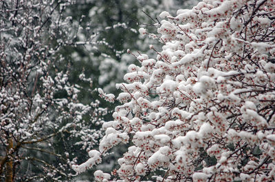 Snow covered close-up of white almond tree flowers in winter