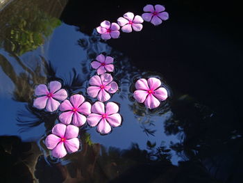 Pink lotus water lily in swimming pool