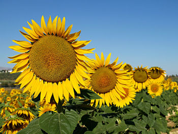 Sunflowers blooming against clear sky