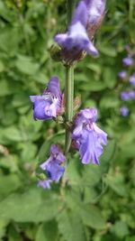 Close-up of purple flowers