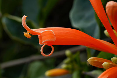 Close-up of orange red flower