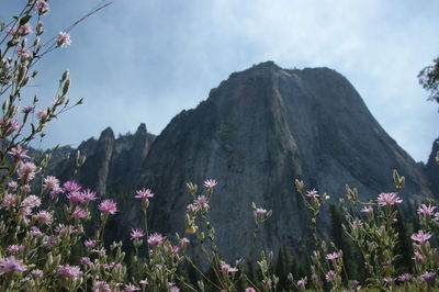 Flowers blooming by mountains against sky