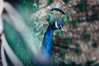 Close-up of peacock