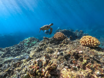 Flock of fish swimming in sea