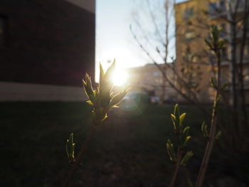 Close-up of plant growing on field against sky at sunset