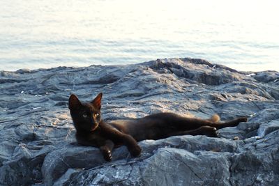 Cat lying on rock in sea