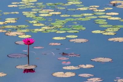 Lotus water lily in lake