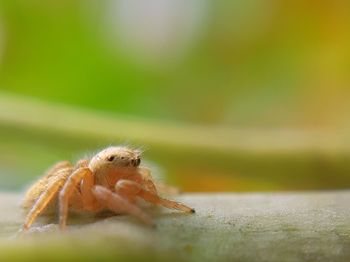 Close-up of spider