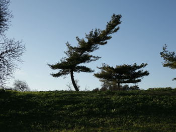 Trees on field against clear sky