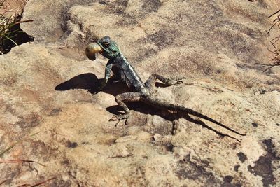 High angle view of lizard carrying dead insect in mouth on rock