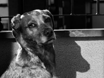 Portrait of dog against wall