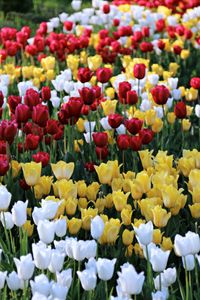 Close-up of yellow tulips