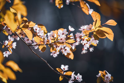 Close-up of cherry blossoms on tree