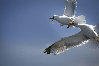 Low angle view of seagulls flying against sky