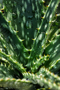 Full frame shot of raindrops on plants