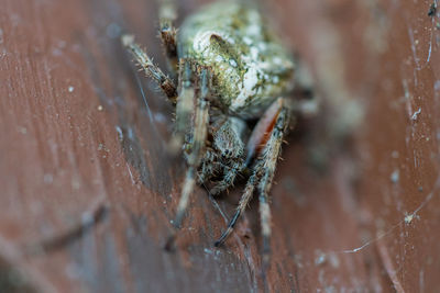 Close-up of spider on wood