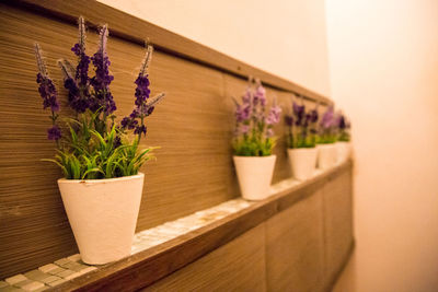 Flower pots arranged by wall at home