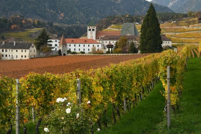 Scenic view of vineyard against buildings