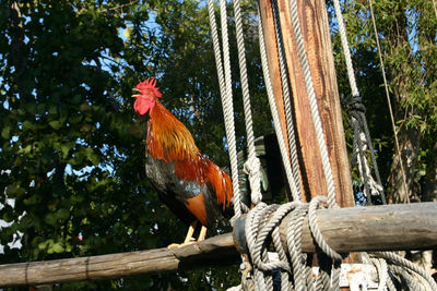 Low angle view of rooster on tree trunk