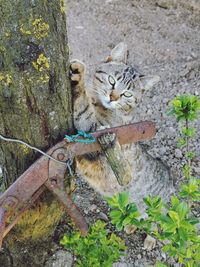 Portrait of cat on tree trunk