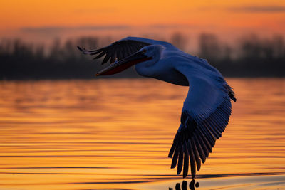 Bird flying against sky during sunset