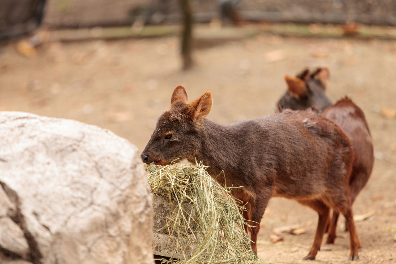 Pudu pudu