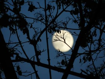 Low angle view of silhouette tree against sky at night