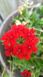 Close-up of red flowers blooming outdoors