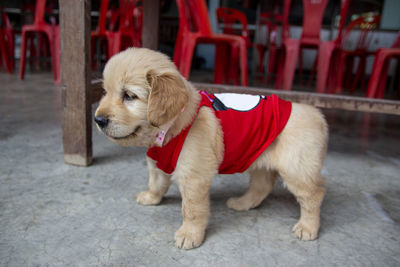 The puppy walks and looks at something.