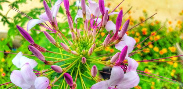 Close-up of pink crocus flowers