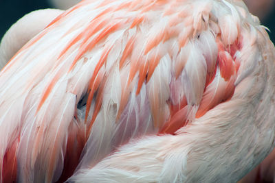 Close-up of a bird