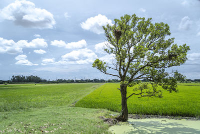 Tree on field against sky