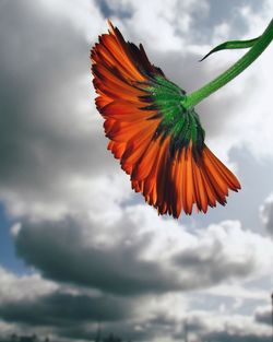 Close-up of butterfly on flower against sky