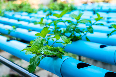 High angle view of plant growing in water