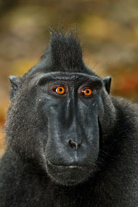 Close-up portrait of a monkey