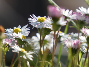 Close-up of white flowering plants