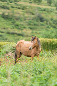 Side view of a dog on field