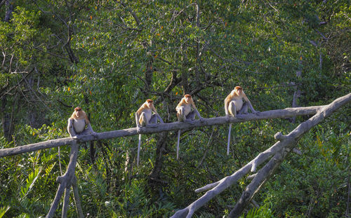 Monkyes  perching on a tree