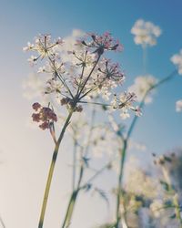 Low angle view of cherry blossom against sky