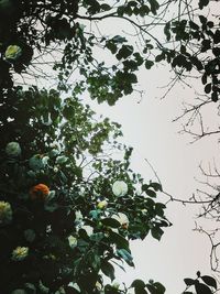 Low angle view of tree against sky